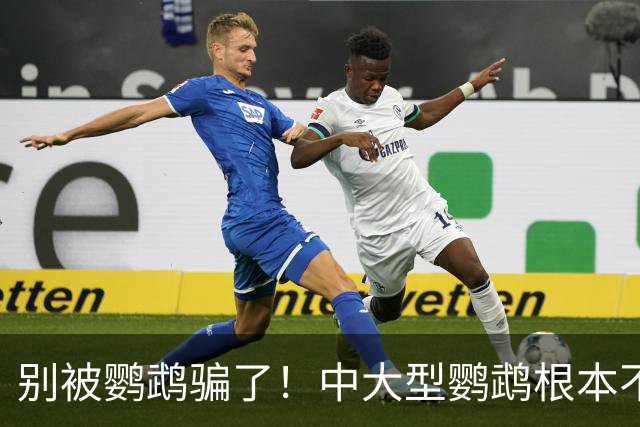 别被鹦鹉骗了！中大型鹦鹉根本不是宠物，是会飞的野生猛禽！